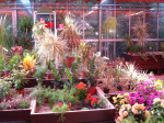 Flower shop 12