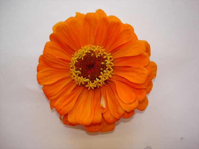 One flower 14