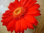 One flower 15