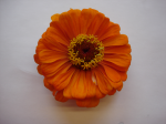 One flower 17