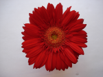 One flower 18