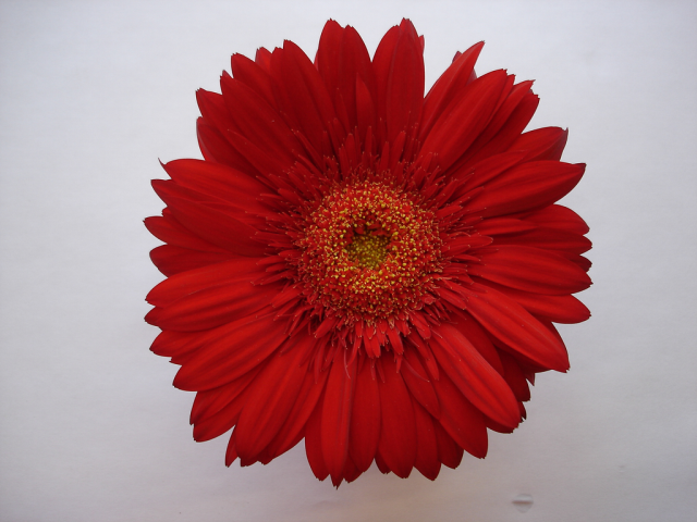 One flower 18