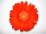 One flower 19