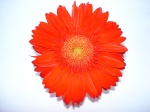 One flower 2