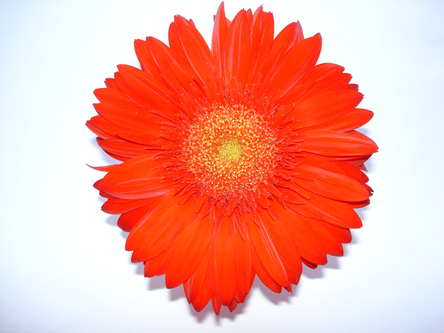 One flower 2