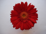 One flower 20