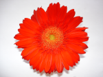 One flower 21