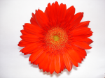 One flower 22