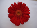 One flower 3