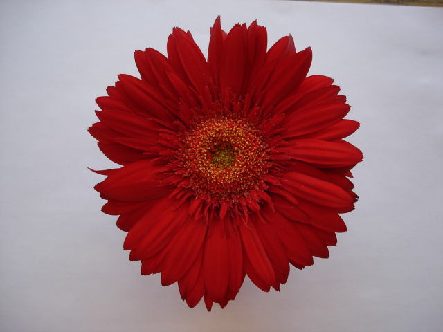 One flower 3