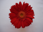 One flower 4