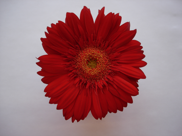 One flower 4