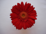 One flower 5
