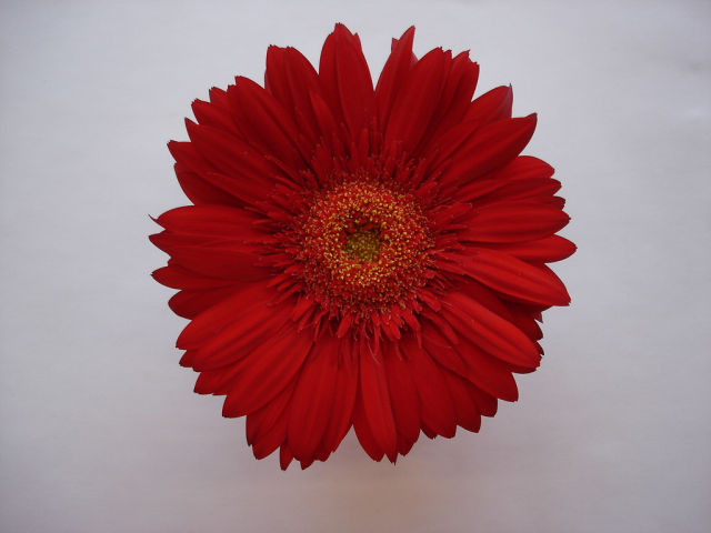 One flower 5