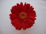 One flower 6