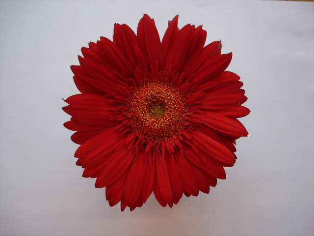 One flower 6