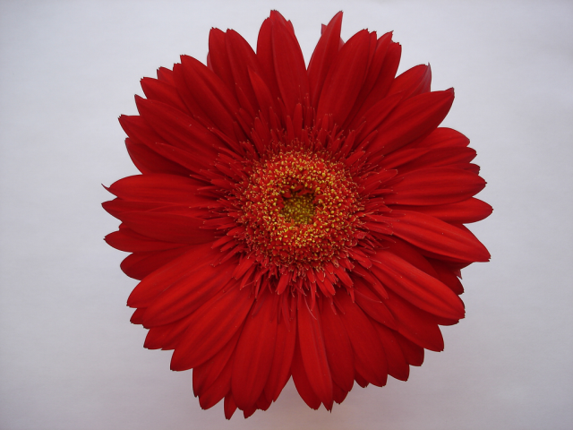One flower 7