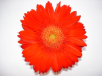 One flower 8