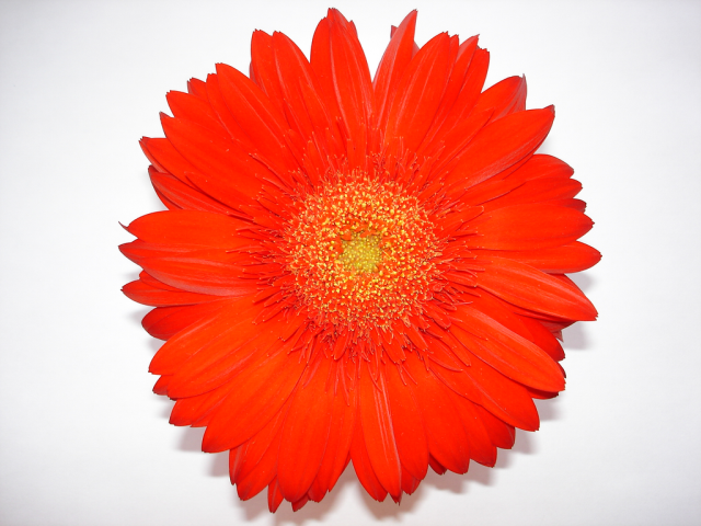 One flower 8