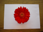 One flower 9
