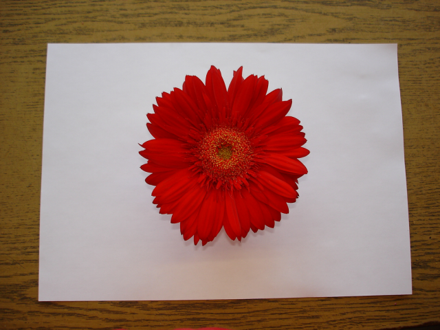 One flower 9