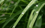 Dark grass.jpg