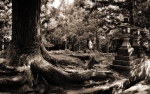Nara forest.jpg
